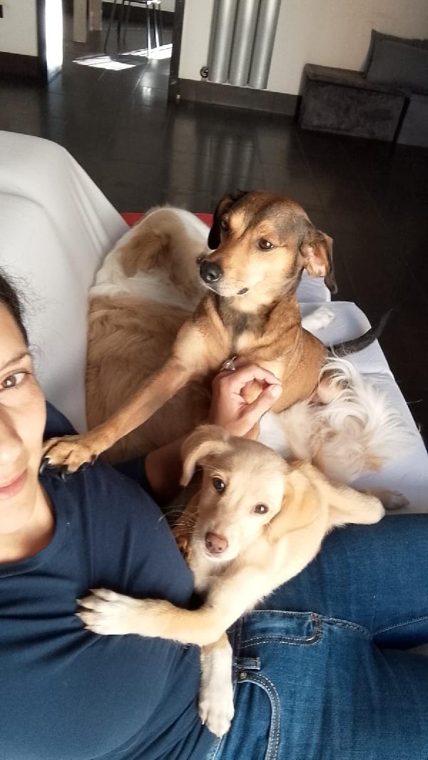 Ninja meraviglioso piccolo cagnolino cerca famiglia  Foto 6